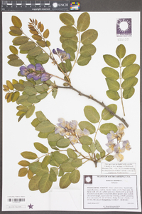 Robinia hispida image