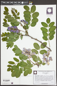Robinia hispida image