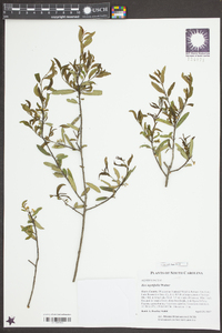 Ilex myrtifolia image