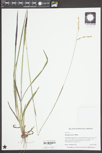 Paspalum laeve image