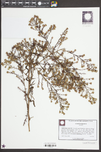 Symphyotrichum pilosum var. pilosum image