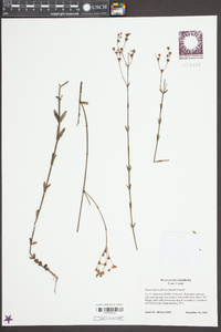 Hypericum denticulatum subsp. acutifolium image