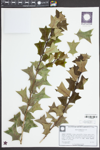 Ilex cornuta image