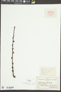 Prunus persica image