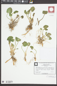Ficaria verna subsp. ficariiformis image