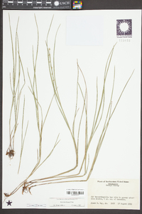 Scleria distans image