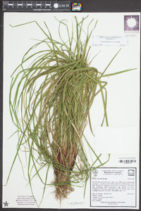 Carex venusta var. venusta image