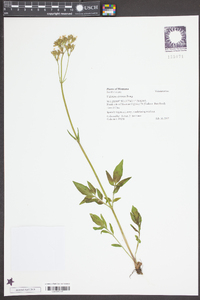 Valeriana sitchensis image