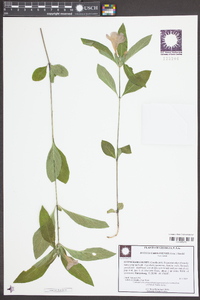 Ruellia caroliniensis image