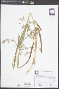 Scirpus microcarpus image