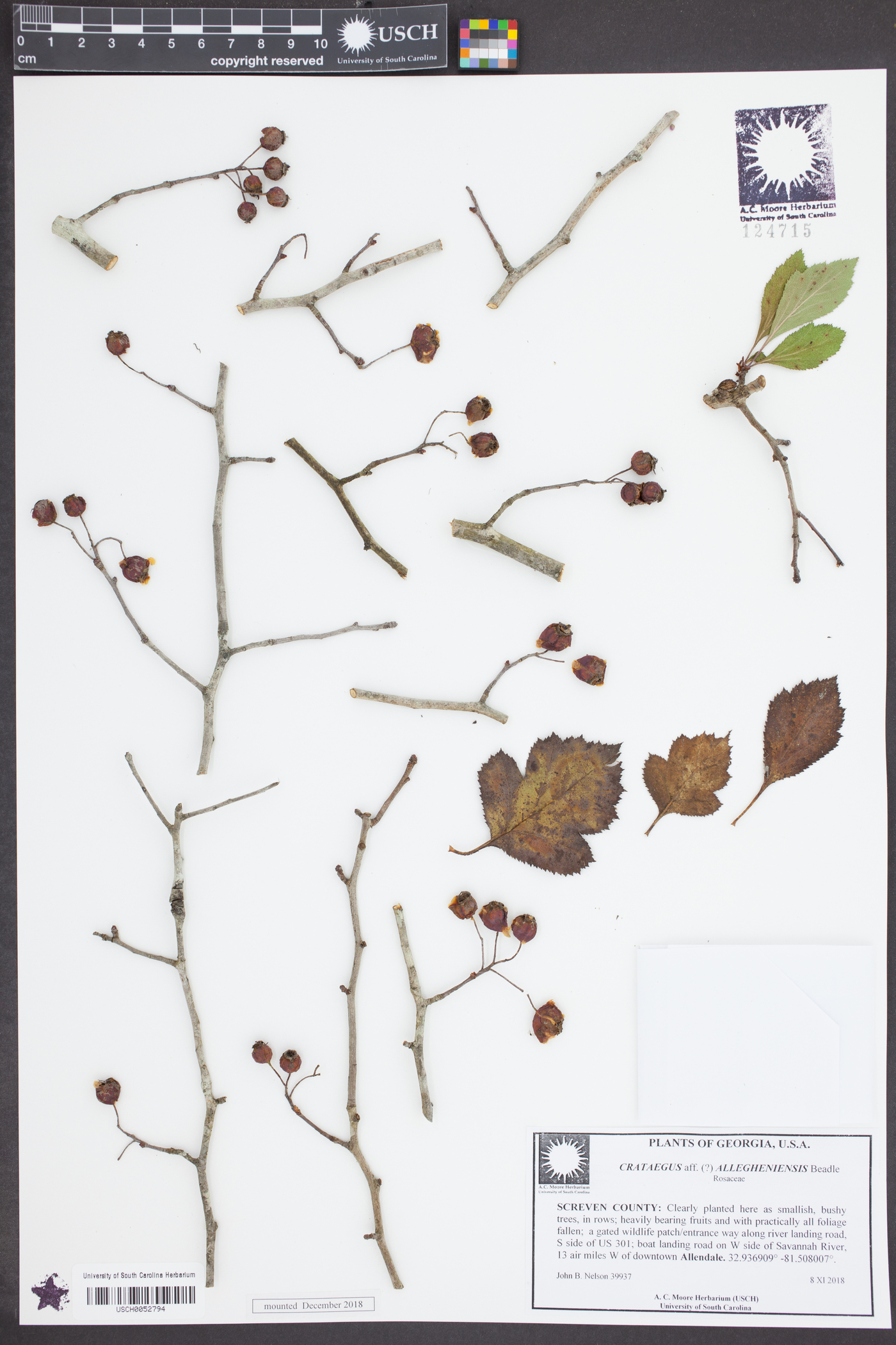 Crataegus alleghaniensis image