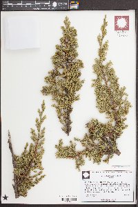 Juniperus chinensis image