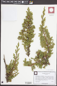 Juniperus chinensis image