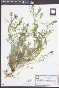 Fumaria officinalis image