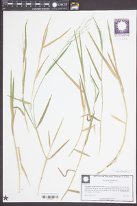 Panicum repens image