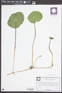 Hydrocotyle prolifera image