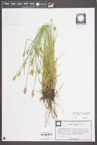 Carex longii image