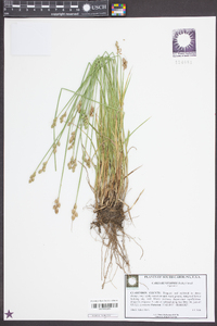 Carex longii image