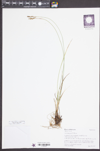 Carex praegracilis image