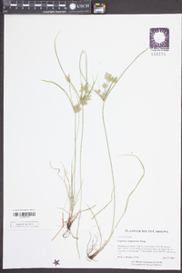 Cyperus compressus image