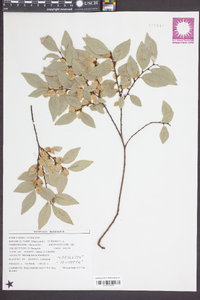 Ulmus pumila image