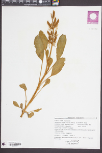 Lupinus diffusus image