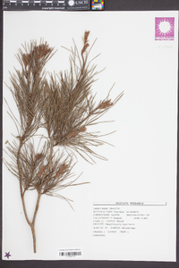 Pinus clausa image