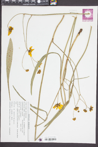 Coreopsis falcata image