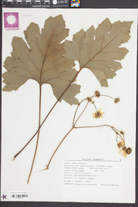 Silphium compositum image