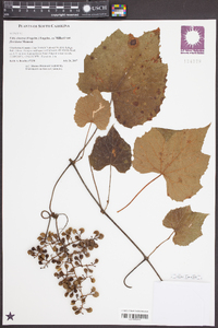 Vitis cinerea image