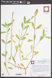 Alternanthera philoxeroides image