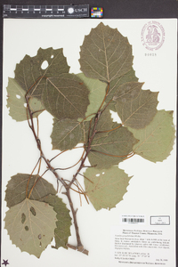 Populus grandidentata image