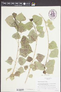 Populus fremontii image