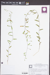 Stylisma angustifolia image