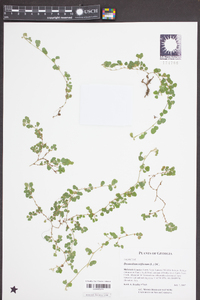 Desmodium triflorum image