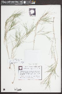 Panicum aciculare image