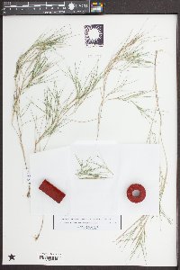 Panicum aciculare image