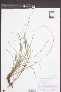 Carex dasycarpa image