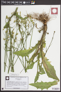 Crepis pulchra image