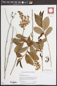 Lyonia mariana image