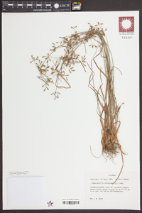 Fimbristylis dichotoma image