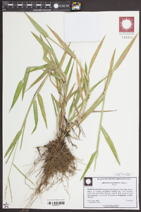 Urochloa ramosa image