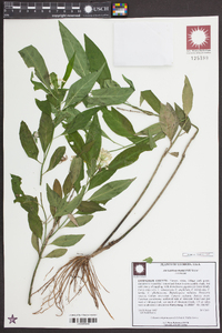 Asclepias perennis image