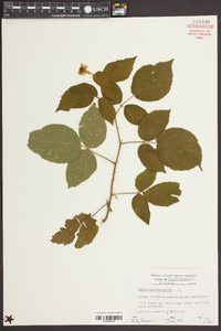 Rubus occidentalis image