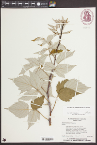 Rubus occidentalis image