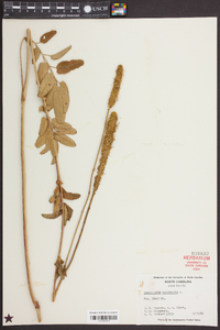 Sanguisorba canadensis image