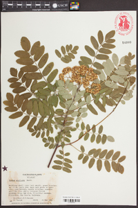 Sorbus americana image