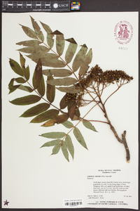 Sorbus americana image