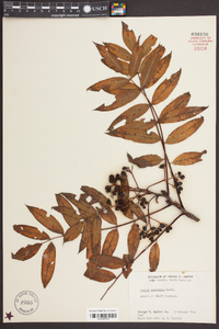 Sorbus americana image