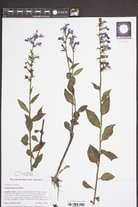 Lobelia amoena image